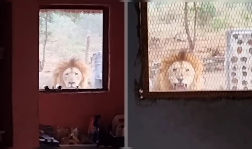 Un señor se encuentra con un animal salvaje al intentar calentar un poco de agua para su café. Foto: captura de Youtube