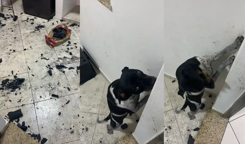 La protagonista de este video tiene dos años de vida y mucha energía para jugar. Foto: captura de YouTube La protagonista de este video tiene dos años de vida y mucha energía para jugar. Foto: captura de YouTube