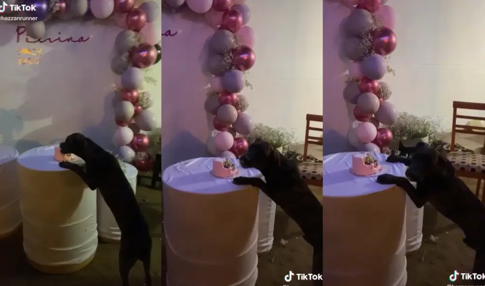 El can se mostró sorprendido cuando fue encontrado en la escena por uno de sus dueños. Foto: captura de TikTok