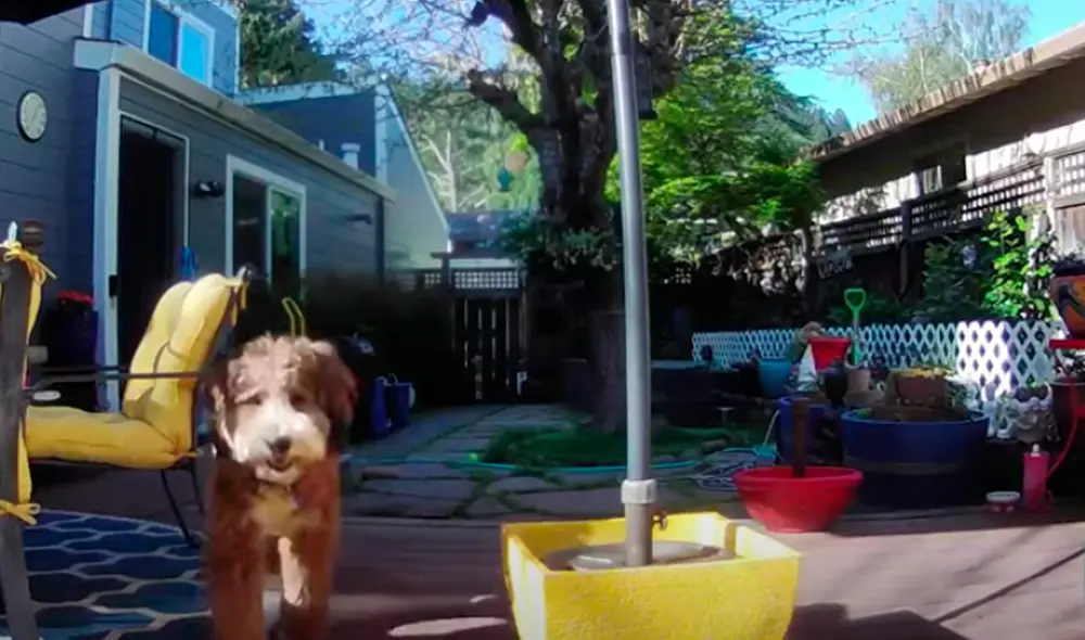 El video viral ha sido compartido en la página Ring. Foto: captura de Facebook