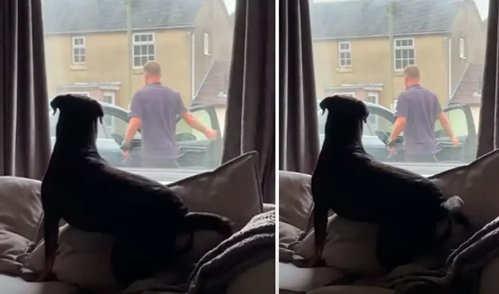 El video viral ha sido compartido en la página Rottweiler Life. Foto: captura de Facebook