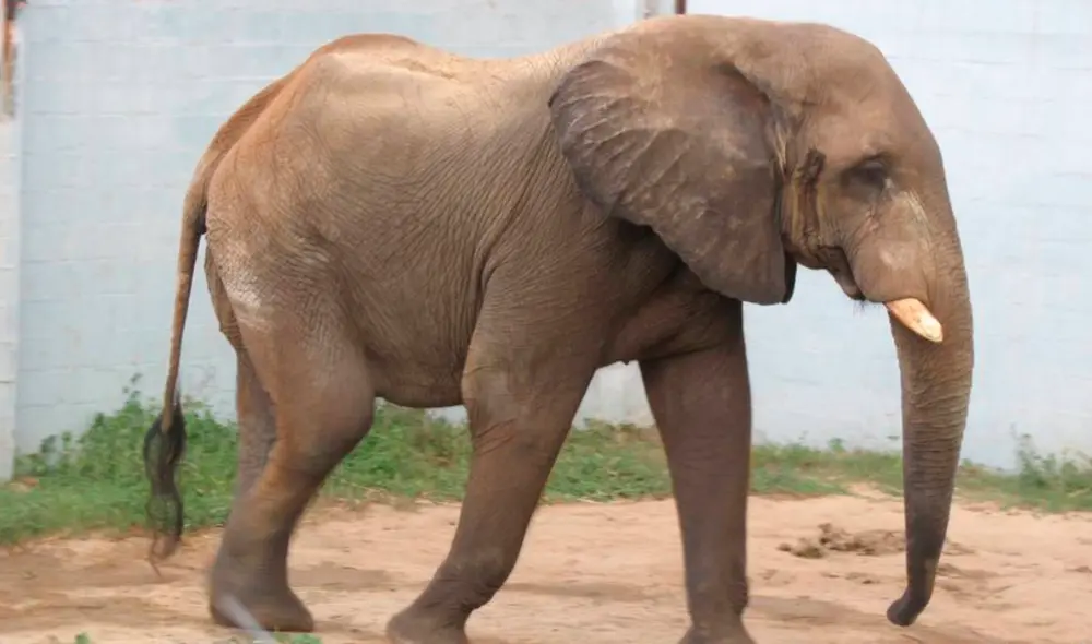 En Zimbabue existen alrededor de 85.000 elefantes. Foto: Jibanez/ GLR