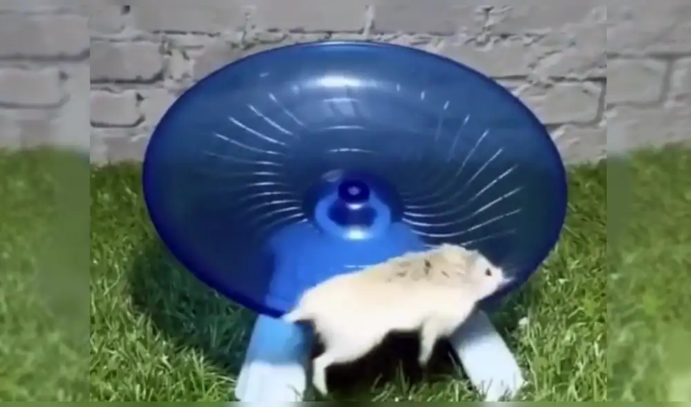 Los usuarios de Twitter no pudieron dejar pasar por alto a este pequeño animal. Foto: captura de Twitter