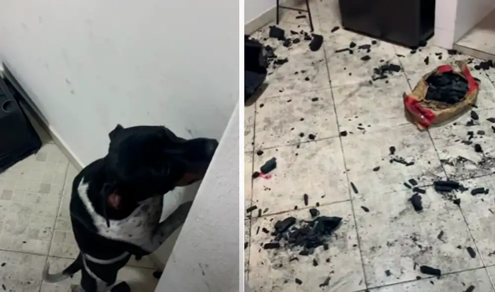 El video viral ha sido compartido en la página ViralHog. Foto: captura de Facebook