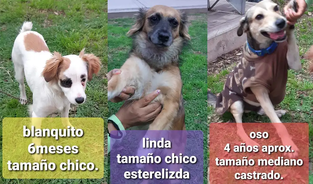 Perritos buscan un hogar con urgencia. Uno ya está castrado y otra esterilizada. Foto: Ana Pimentel Perritos buscan un hogar con urgencia. Uno ya está castrado y otra esterilizada. Foto: Ana Pimentel