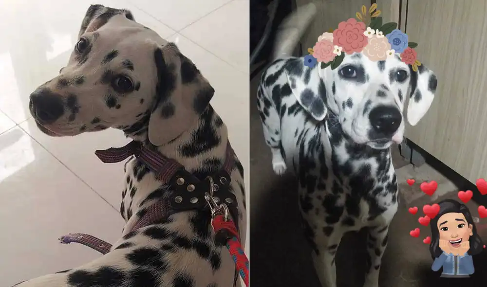 Jana y otra mascota de la familia se encontraban solas en la vivienda de sus dueños cuando ocurrió el robo. Foto: composición LR / Facebook