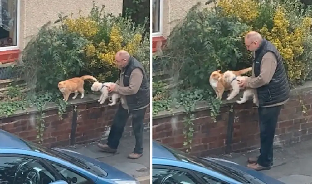 TikTok viral: adulto mayor detiene su paseo para que su perro conozca a un gato callejero y sean ‘amigos’