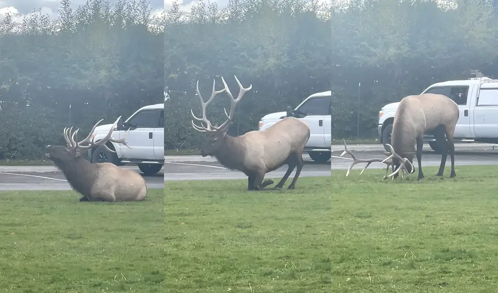 El atractivo suceso fue filmado en Mammoth Hot Springs. Foto: captura de YouTube El atractivo suceso fue filmado en Mammoth Hot Springs. Foto: captura de YouTube