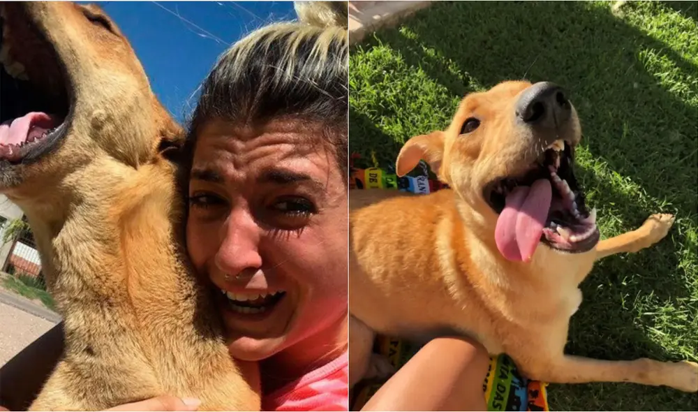 El can desapareció tras huir de casa aprovechando que unos albañiles, que realizaban trabajos, dejaron la puerta abierta. Foto: Sol Salum