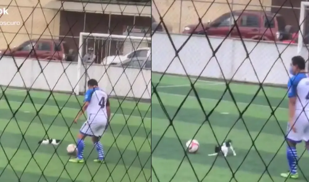 Los asistentes del partido grabaron la divertida escena donde el gatito 'pateaba' la pelota de fútbol. Foto: captura de TikTok Los asistentes del partido grabaron la divertida escena donde el gatito 'pateaba' la pelota de fútbol. Foto: captura de TikTok