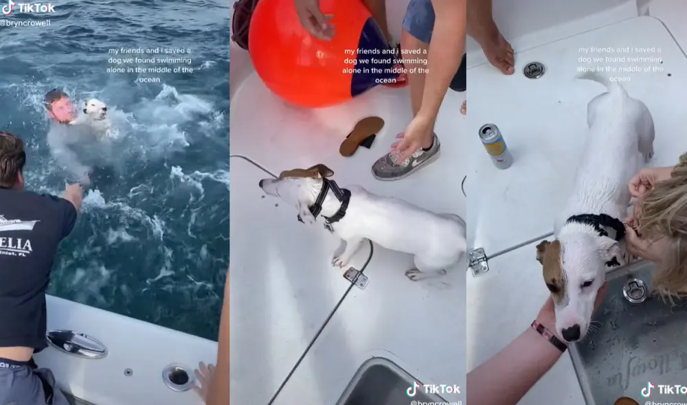 El perrito rescatado tenía puesto un collar con el número telefónico de sus dueños, a quienes avisaron que la mascota estaba a salvo. Foto: captura de TikTok