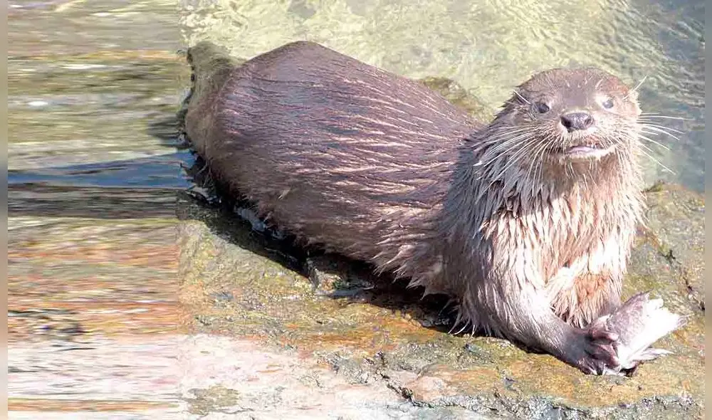 Investigación. Pizarro sostuvo que se necesita de una protección efectiva de la nutria. Foto: La República