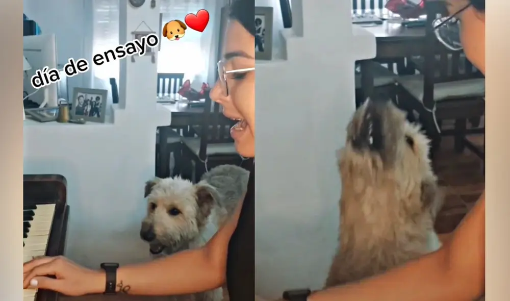 Sin perder el ritmo de la canción, el perrito Korsy mostró su habilidad en el canto. Foto: composición/capturas de TikTok
