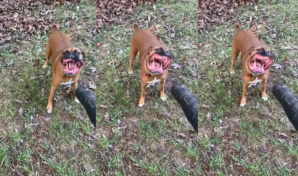 Este adorable animal reside en un hogar ubicado en Texas, USA. Foto: captura de YouTube Este adorable animal reside en un hogar ubicado en Texas, USA. Foto: captura de YouTube