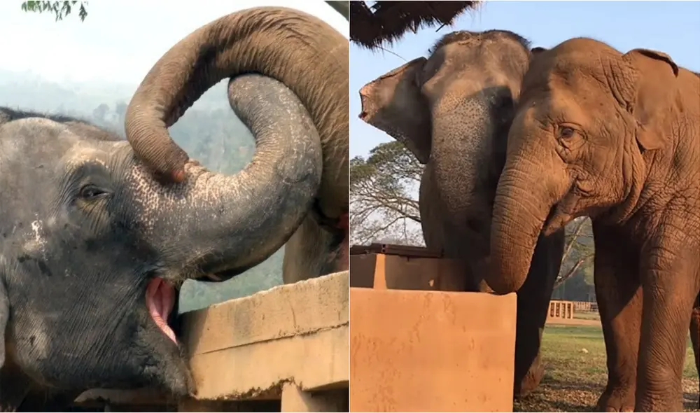 Ella anteriormente había trabajado cargando a turistas en su lomo y hasta en un circo, donde participaba de trucos. Foto: captura de video de YouTube