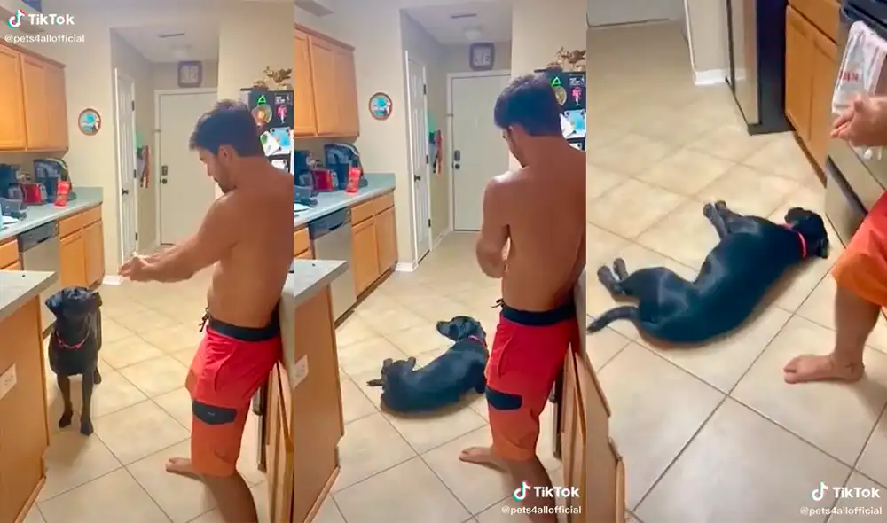 El can conmovió a miles de usuarios con la hilarante dinámica de juego que desarrolló con su dueño. Foto: captura de TikTok El can conmovió a miles de usuarios con la hilarante dinámica de juego que desarrolló con su dueño. Foto: captura de TikTok