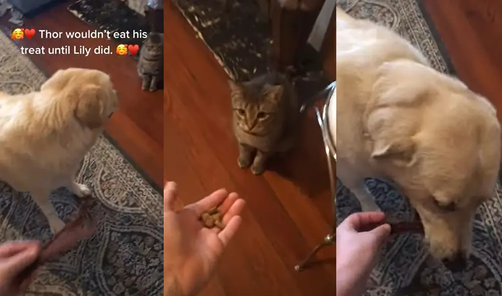 Estos encantadores animales residen en la ciudad de New Orleans, Luisiana, USA. Foto: captura de YouTube