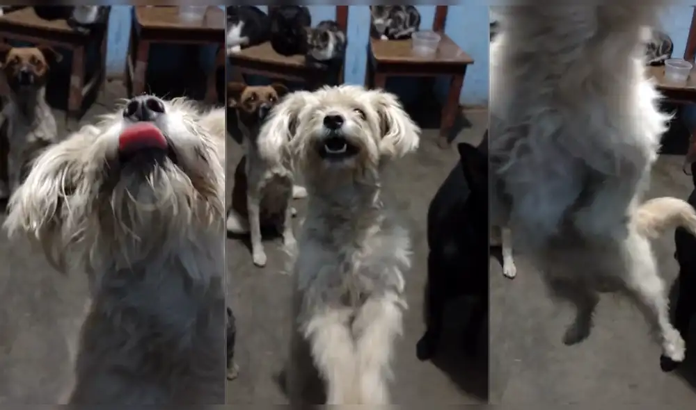 La actuación de un simpático perrito fue filmada e hizo reír a más de un usuario en TikTok. Foto: captura de TikTok