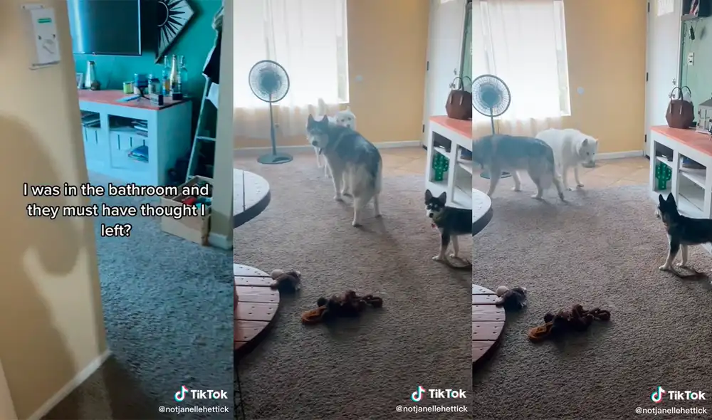 Los curiosos animales aullaron al creer que la mujer había salido del hogar. Foto: captura de TikTok Los curiosos animales aullaron al creer que la mujer había salido del hogar. Foto: captura de TikTok