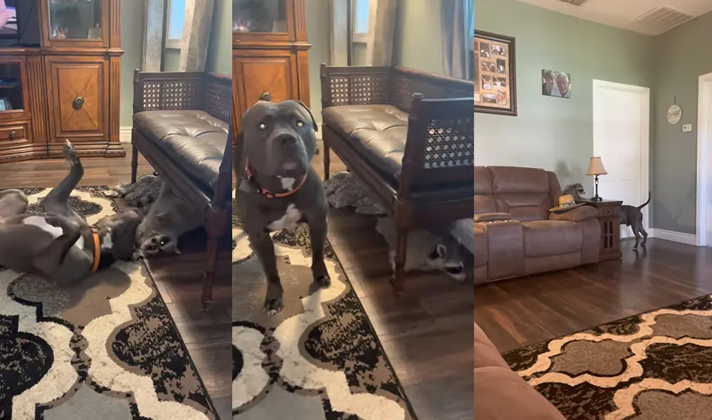 Ambos animales protagonizaron una lucha en un hogar ubicado en Auburndale, Florida, USA. Foto: captura de YouTube