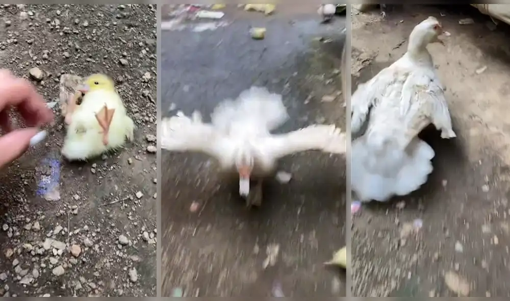 Una mujer intenta ayudar a una cría, pero aparece su madre para protegerla. Foto: captura de TikTok Una mujer intenta ayudar a una cría, pero aparece su madre para protegerla. Foto: captura de TikTok