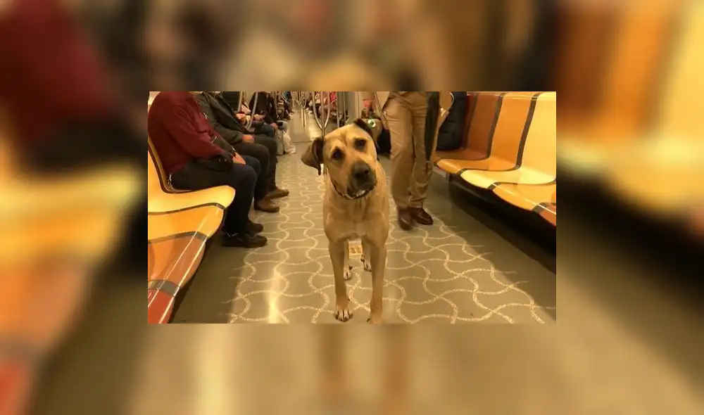 El can es una celebridad en todo internet. Foto: captura de Facebook