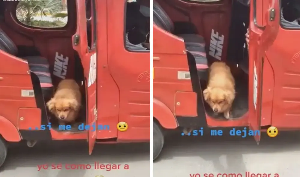 Este perrito se había subido al vehículo para no tener que caminar solo. Afortunadamente, el conductor de la mototaxi conocía al can y lo llevó directo a su casa. Foto: captura de TikTok