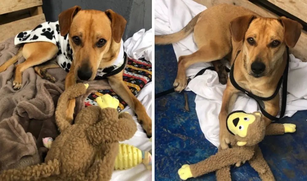 Por ahora, Caramelo continúa viviendo en las instalaciones del hotel, hasta que puedan encontrarle un hogar que lo adopte. Foto: captura de Facebook Por ahora, Caramelo continúa viviendo en las instalaciones del hotel, hasta que puedan encontrarle un hogar que lo adopte. Foto: captura de Facebook