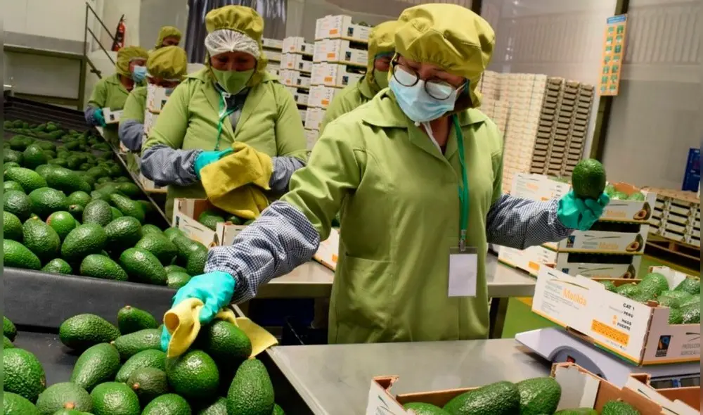 La palta ha tomado un protagonismo en las exportaciones lambayecanas. Foto: Andina La palta ha tomado un protagonismo en las exportaciones lambayecanas. Foto: Andina