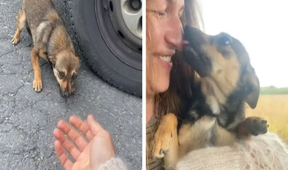 Una mujer se ganó la confianza de una perrita que se mostró asustada en todo momento tras ser desamparada por sus antiguos dueños en un desolado campo. Foto: captura de YouTube