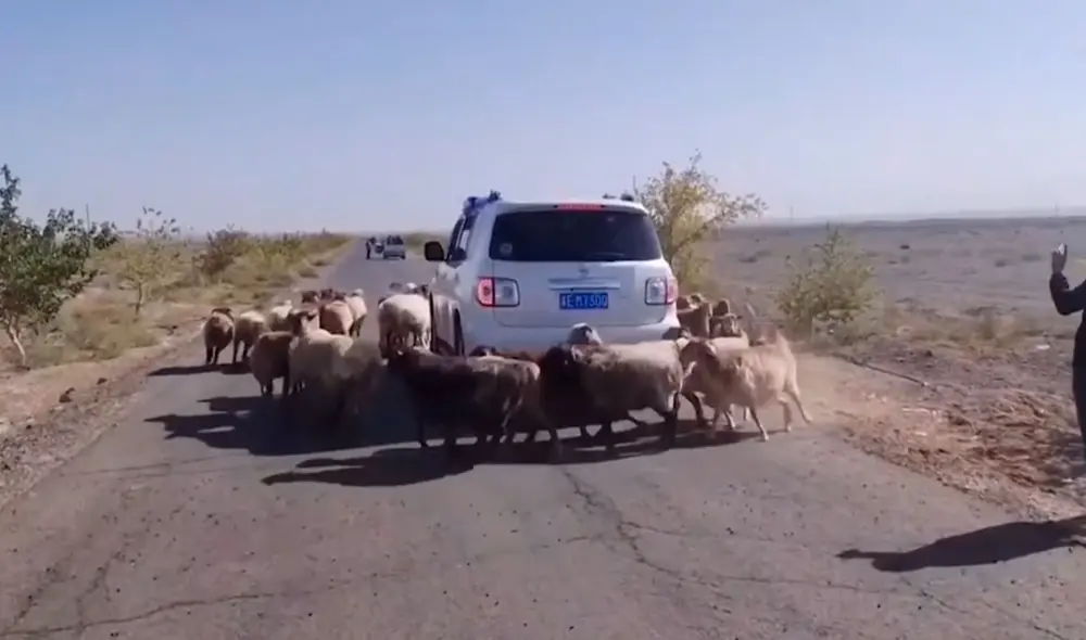 Un joven detuvo su paseo al percatarse que un rebaño invadió una carretera, pero no imaginó que este iba a ponerse a jugar dando vueltas alrededor de su auto. Foto: captura de YouTube Un joven detuvo su paseo al percatarse que un rebaño invadió una carretera, pero no imaginó que este iba a ponerse a jugar dando vueltas alrededor de su auto. Foto: captura de YouTube