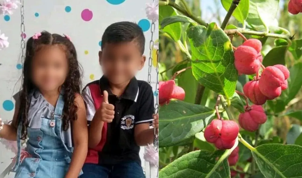 Una persona puede morir al consumir el bonetero en dosis mayores a 250 miligramos. Foto: composición/Caraota digital Una persona puede morir al consumir el bonetero en dosis mayores a 250 miligramos. Foto: composición/Caraota digital