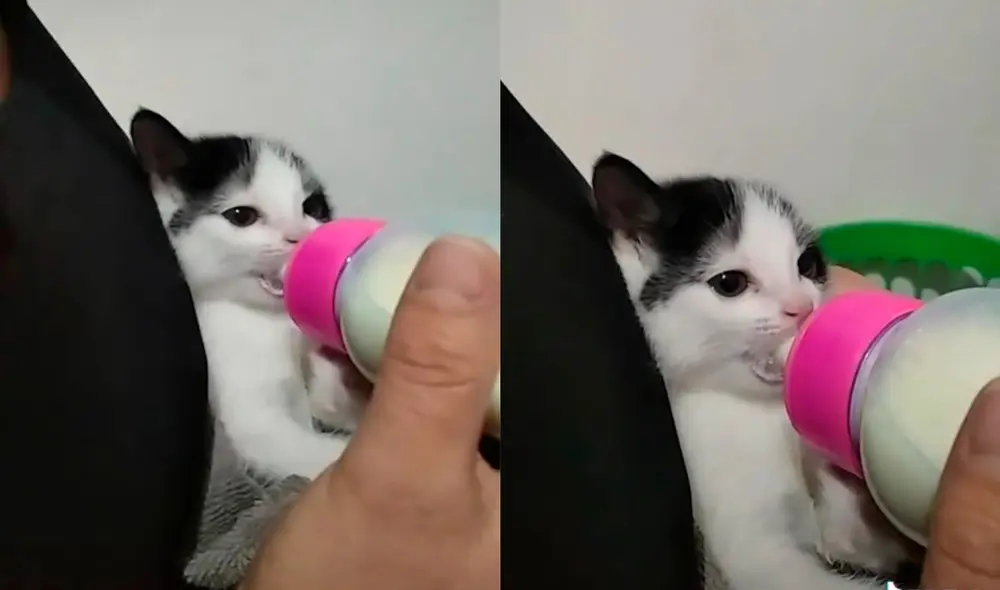 La madre de familia decidió cuidar al minino mientras su hija estaba ausente. Foto: captura de TikTok