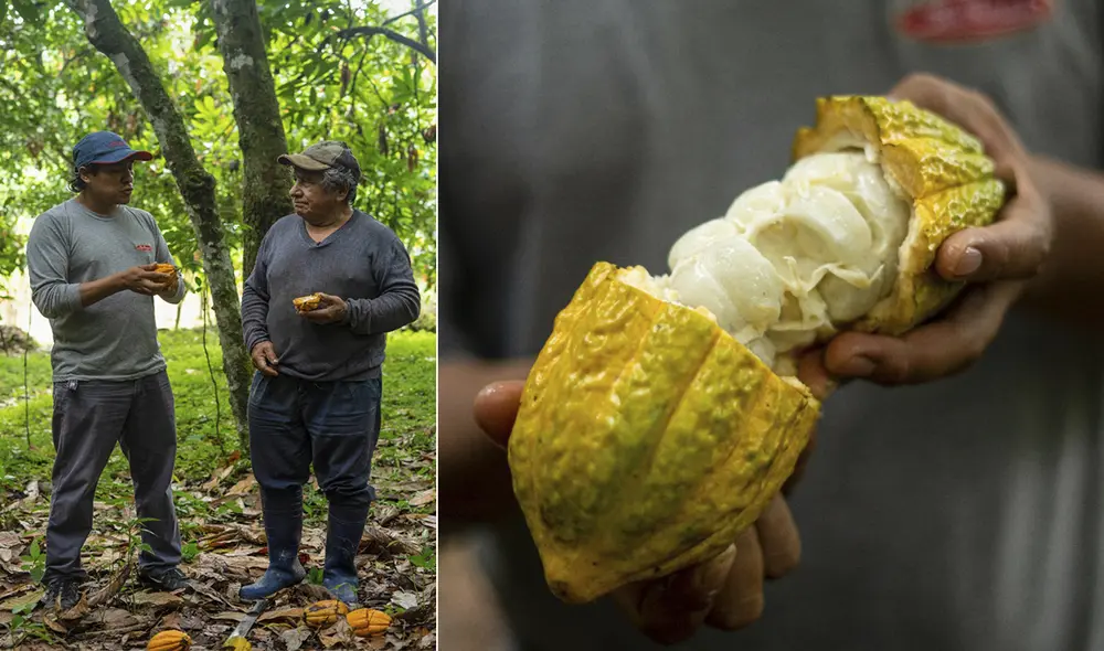 La empresa recibe el cacao de los agricultores de la zona de La Convención. Foto: La Ibérica