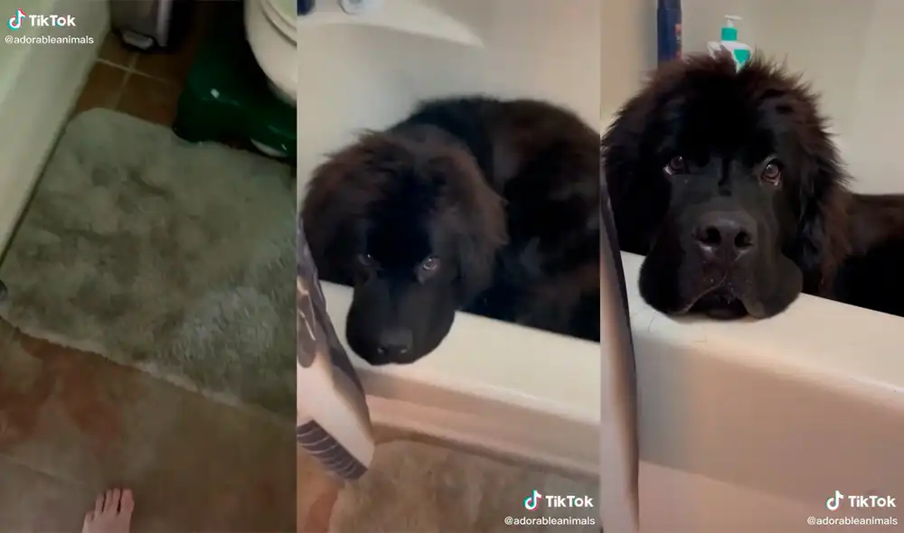 El can tocó el corazón de su dueña con su tierna actuación. Foto: captura de TikTok El can tocó el corazón de su dueña con su tierna actuación. Foto: captura de TikTok