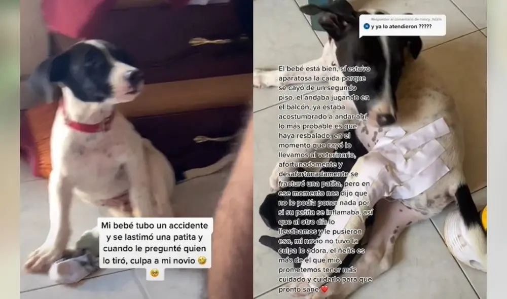 Perrito intentó 'culpar' a uno de sus dueños por el accidente. Foto: captura de TikTok Perrito intentó 'culpar' a uno de sus dueños por el accidente. Foto: captura de TikTok