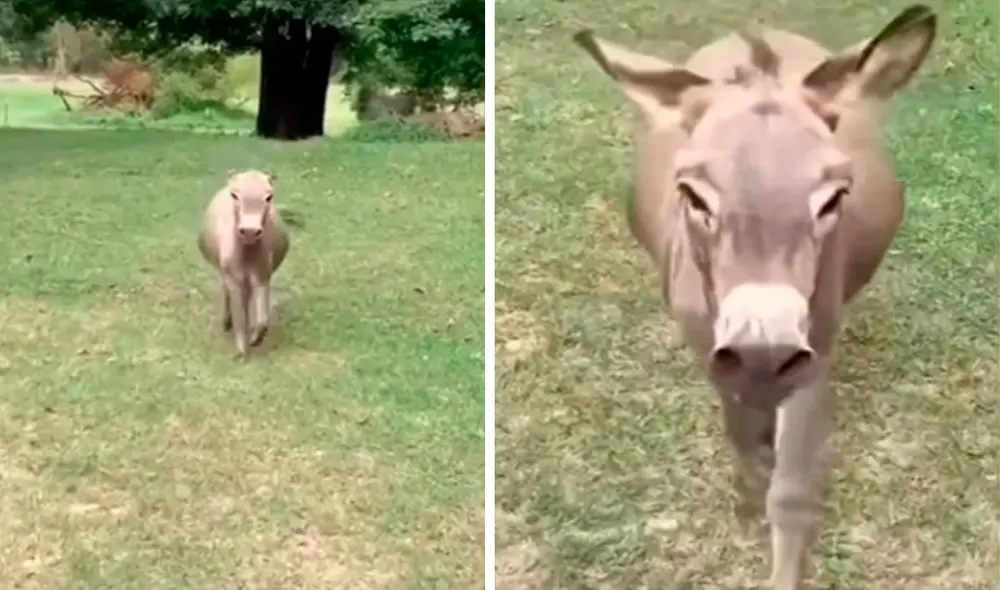 Una joven acudió a un establecimiento para visitar a su ‘viejo amigo’ y lo llamó para saber si iba a reconocerla. No imaginó que se llevaría una tierna sorpresa. Foto: captura de YouTube