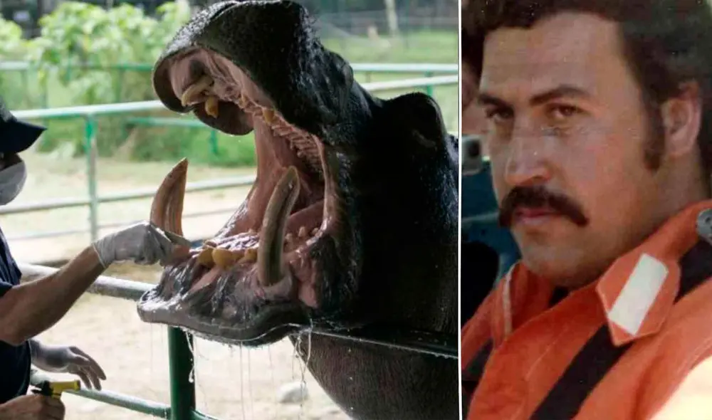 El objetivo es evitar que el gobierno colombiano practique la eutanasia de los animales, que ahora suman alrededor de 100. Foto: composición-El Español El objetivo es evitar que el gobierno colombiano practique la eutanasia de los animales, que ahora suman alrededor de 100. Foto: composición-El Español