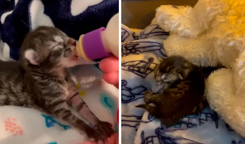 Un pequeño felino perdió a su mamá a los pocos días de nacido; sin embargo, consiguió la ayuda de una joven al hacerse cargo de su crianza. Foto: captura de TikTok Un pequeño felino perdió a su mamá a los pocos días de nacido; sin embargo, consiguió la ayuda de una joven al hacerse cargo de su crianza. Foto: captura de TikTok