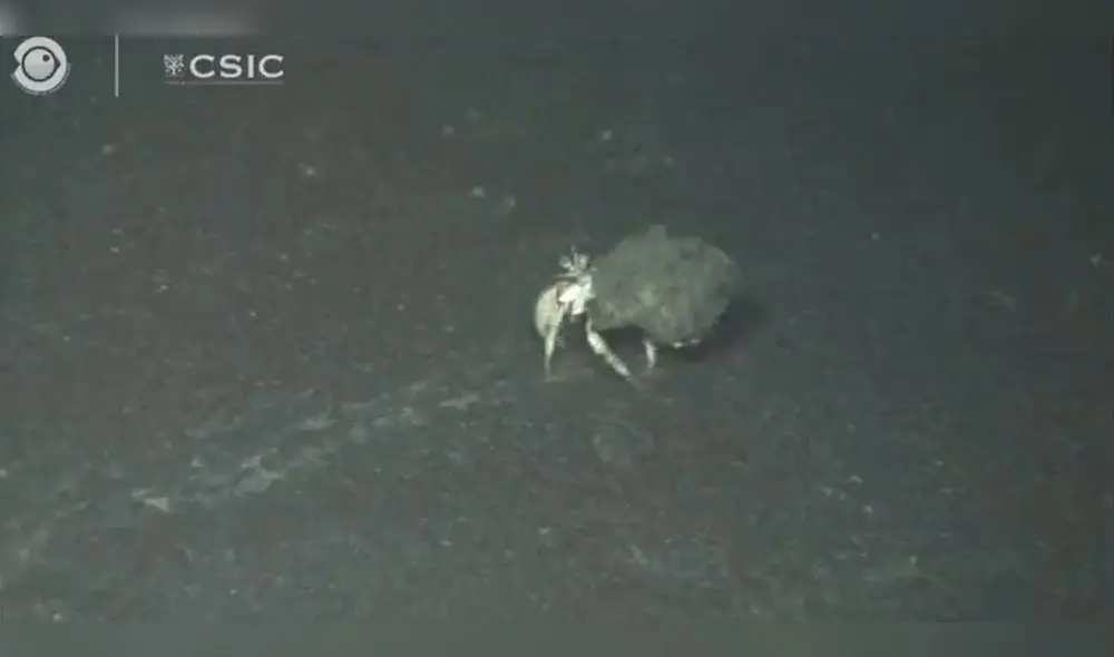 No solo se encontró acumulación de cenizas, sino también desprendimientos hasta los 400 metros de profundidad. Foto: @CSIC/Twitter No solo se encontró acumulación de cenizas, sino también desprendimientos hasta los 400 metros de profundidad. Foto: @CSIC/Twitter