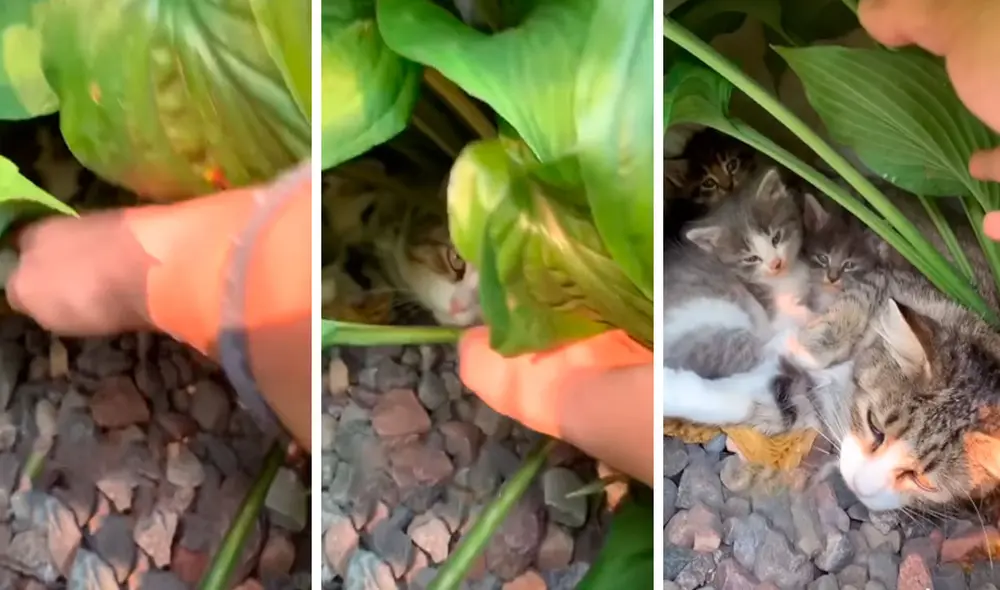 TikTok viral: escucha ruidos en su patio, sale a averiguar y descubre a una gatita con sus crías. Foto: captura de TikTok