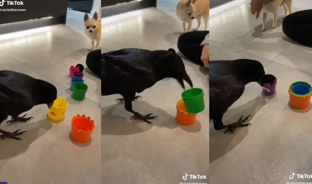 El cuervo jugó con las piezas de colores y las unió de acuerdo a su tamaño. Foto: captura de TikTok