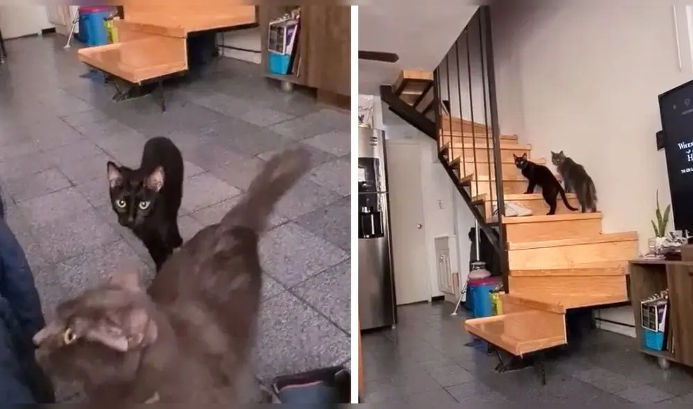 Los dos mininos están impacientes por conseguir que su dueña los siga. Foto: captura de TikTok