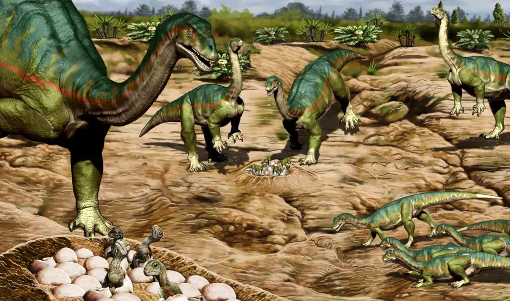 La peculiar "segregación por edad" encontrada en el cementerio jurásico es una sospecha de una estructura social similar a una manada. Foto: Jorge Gonzáles La peculiar "segregación por edad" encontrada en el cementerio jurásico es una sospecha de una estructura social similar a una manada. Foto: Jorge Gonzáles