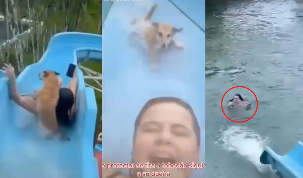 En la piscina, el perrito buscó desesperadamente a su dueña. Foto: captura de TikTok