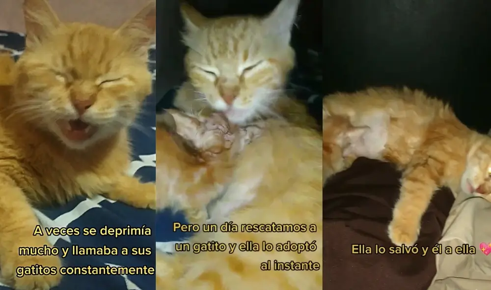 La gatita pasaba sus días deprimida por la pérdida de sus mininos. Foto: captura de TikTok
