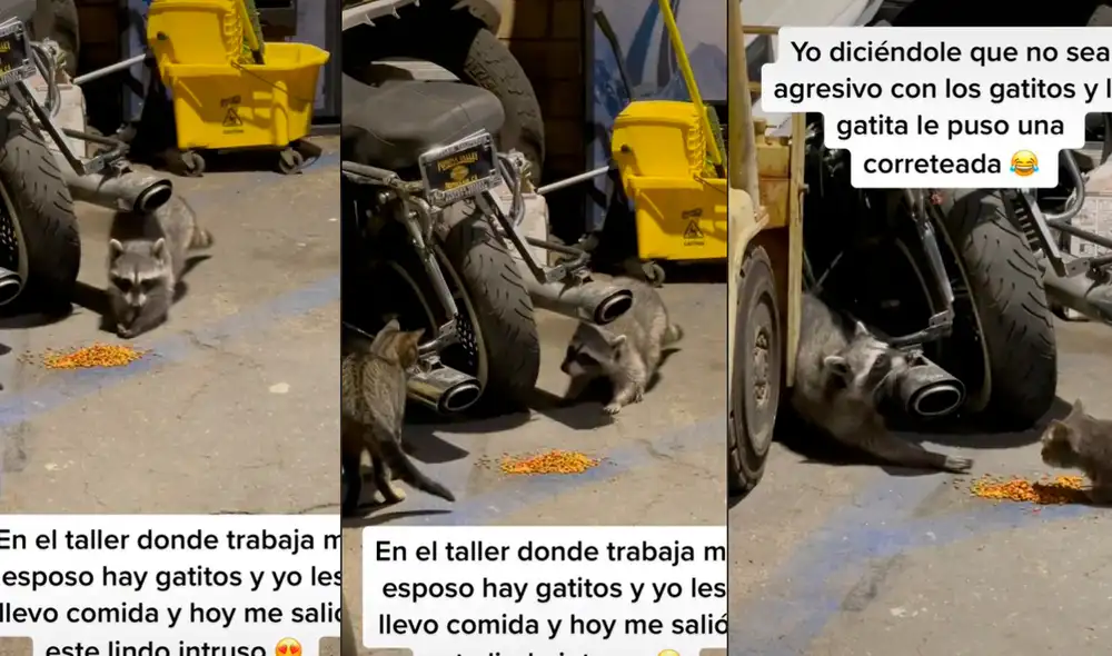 El mapache se acercaba lentamente hacia el felino para estirar sus patitas y coger varias croquetas. Foto: captura de TikTok
