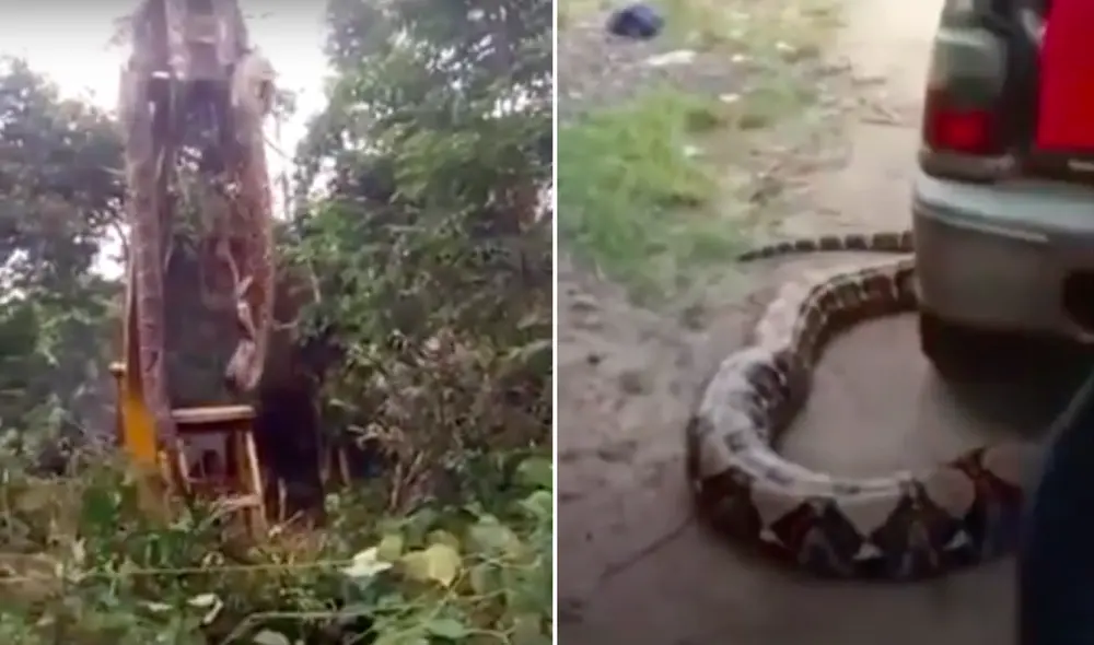 No se ha determinado qué tipo de serpiente es, ya que hay una gran cantidad de tipos en la isla. Foto: captura de YouTube No se ha determinado qué tipo de serpiente es, ya que hay una gran cantidad de tipos en la isla. Foto: captura de YouTube