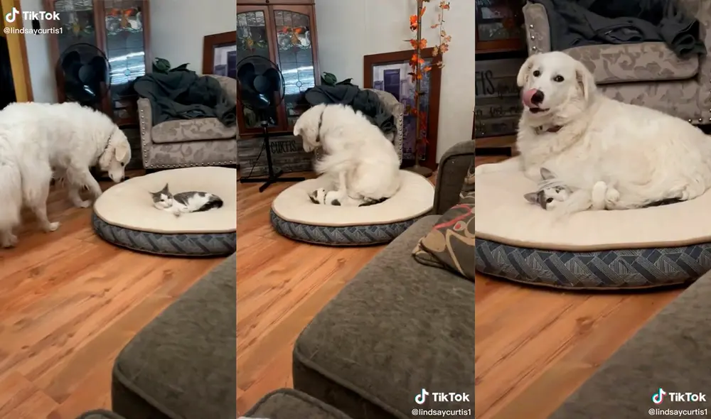 El can logró cautivar a miles de usuarios con su divertida actuación. Foto: captura de TikTok El can logró cautivar a miles de usuarios con su divertida actuación. Foto: captura de TikTok