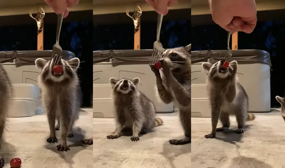 La mujer le puso el nombre Munchkin a la madre de todos estos mapaches. Foto: captura de YouTube